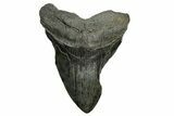 Bargain, Fossil Megalodon Tooth - South Carolina #374088-1